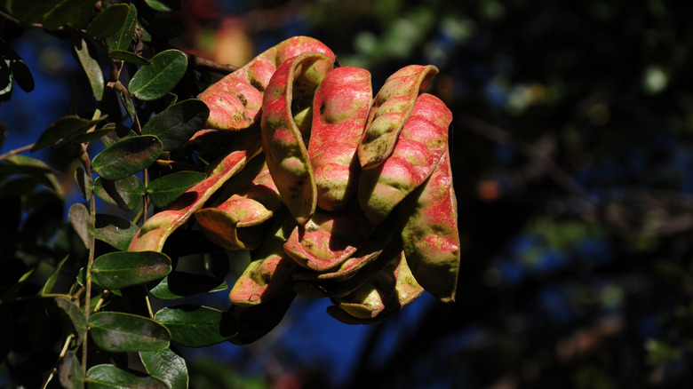 Tara tree seed pods 