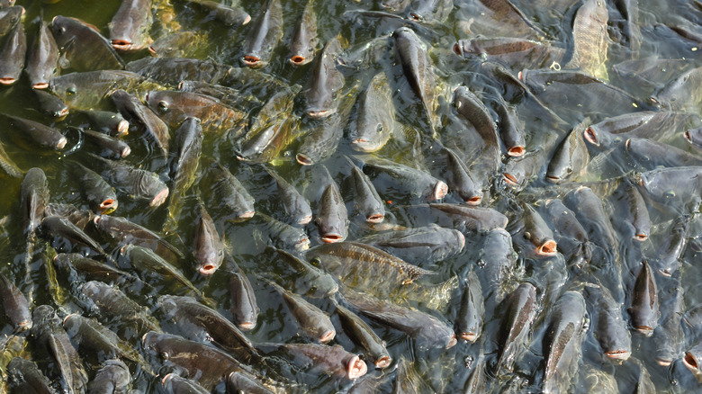 Tilapia in a pond