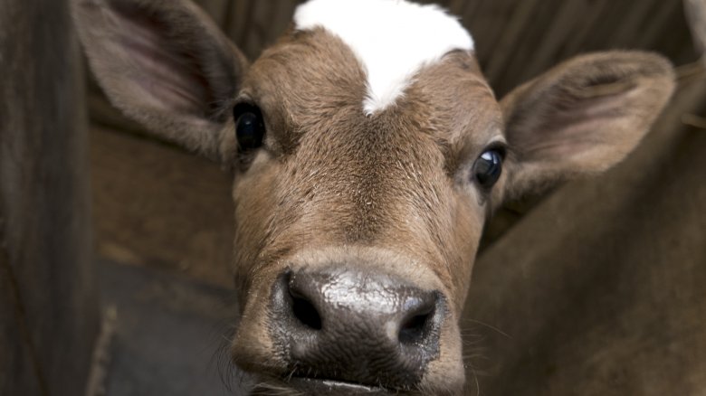 baby cow