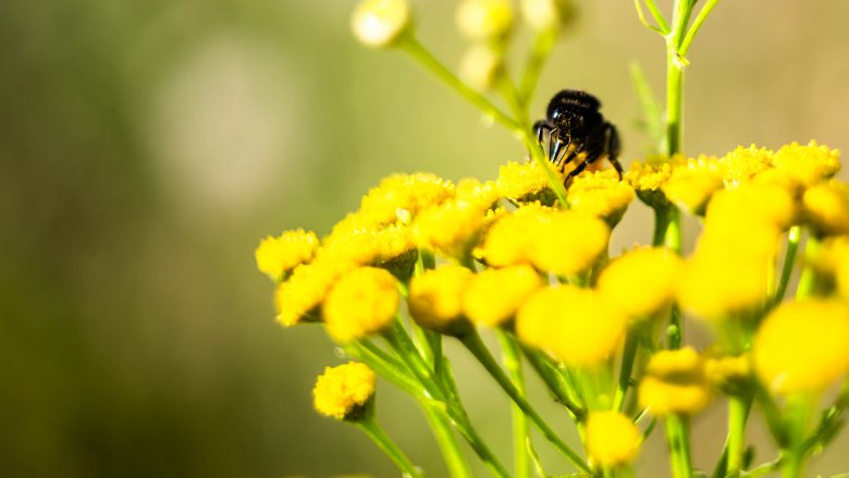 tansy flowers