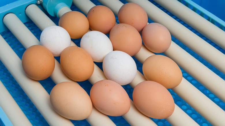 fresh eggs on conveyer belt