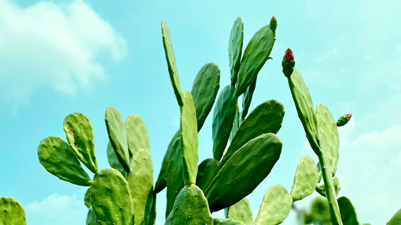 Cactus plant against a blue background