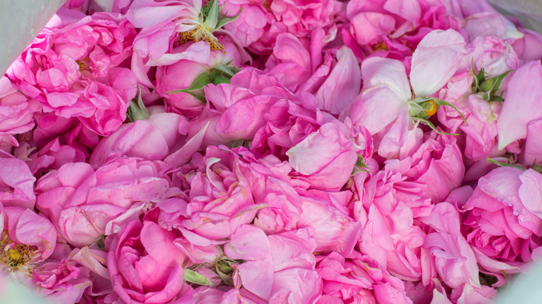 Rosa damascena flowers