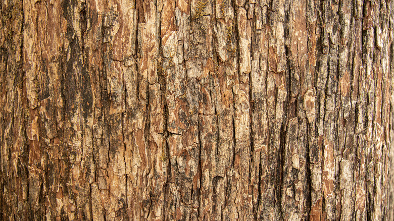 A background of a tree bark