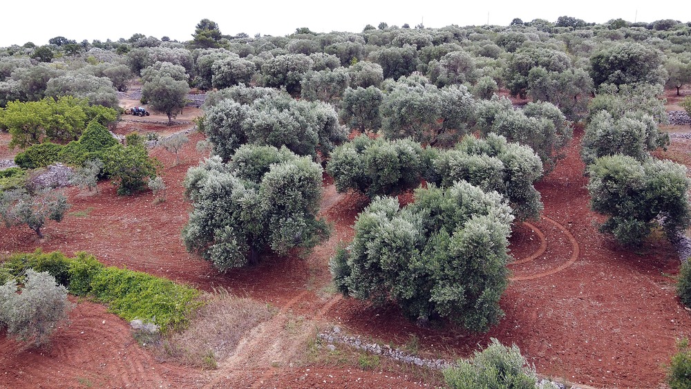 Bird's eye view of olive trees