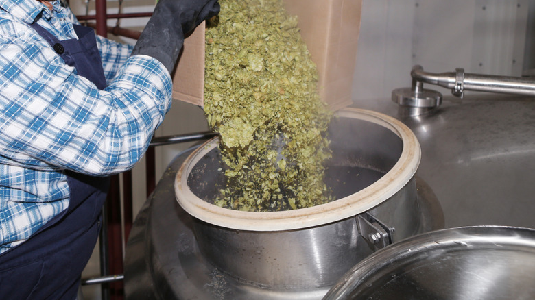 Adding hops to brewing beer