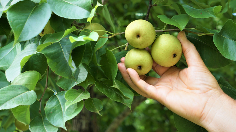 picking Asian pears from a tree