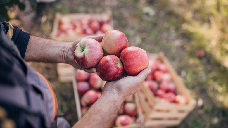 Person holding apples