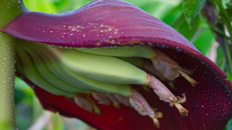 Flowers of a banana tree