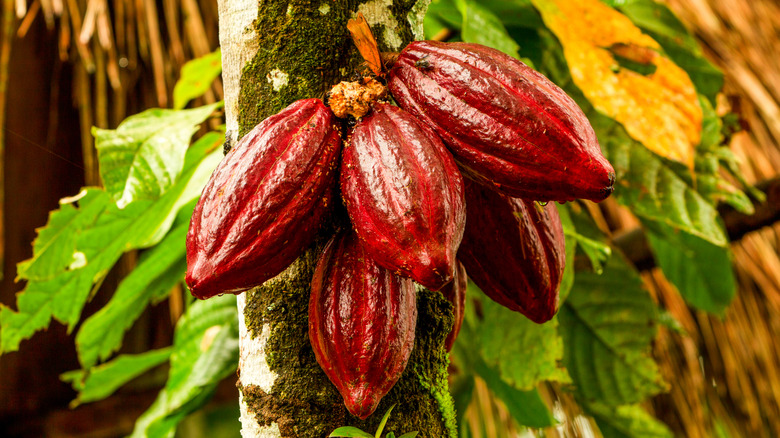 Cacao fruit growing on tree