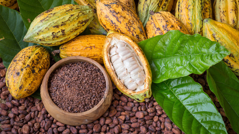 Yellow cacao fruit next to cacao nibs
