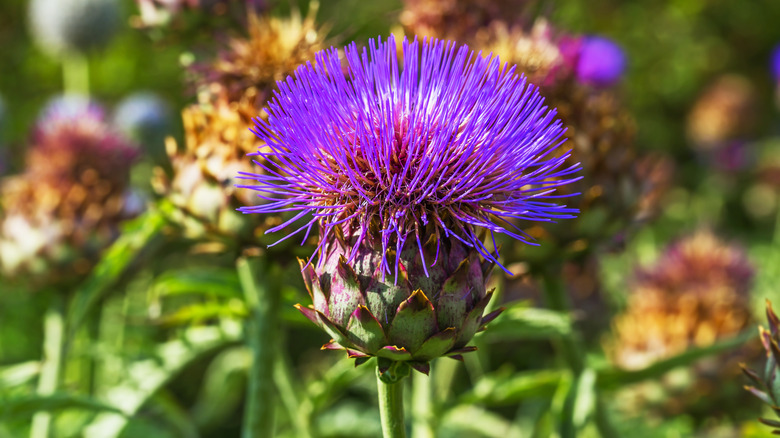 wild purple cardoon plant