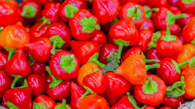 pile of pimento peppers and cherry peppers