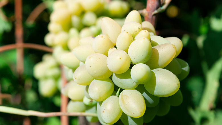 Cotton candy grapes