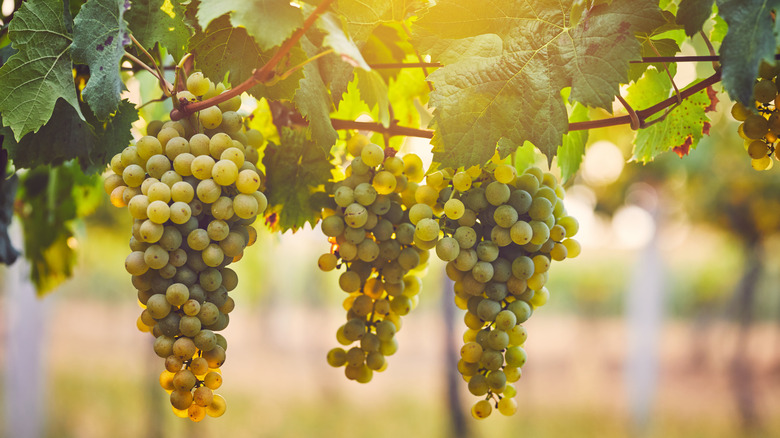 Cotton Candy Grapes on vine