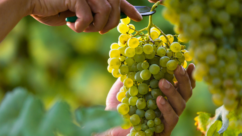 Person harvesting grapes