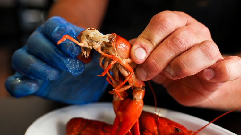 Hands breaking open a crawfish