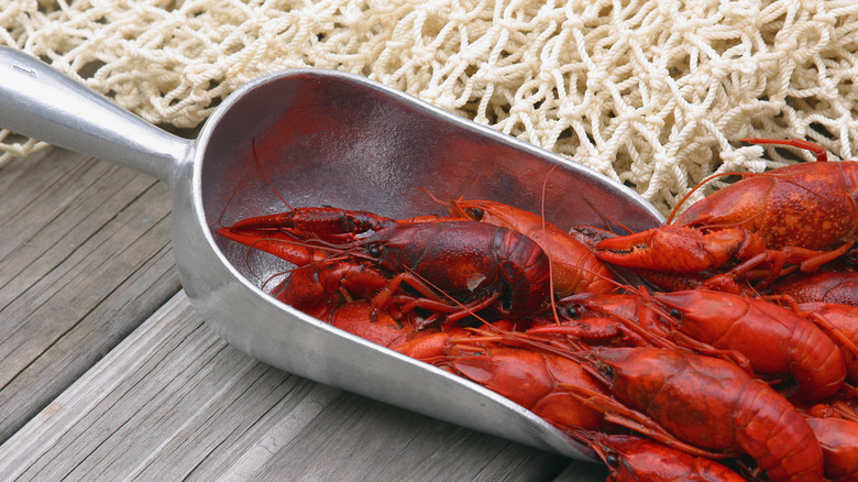 Boiled crawfish in scoop