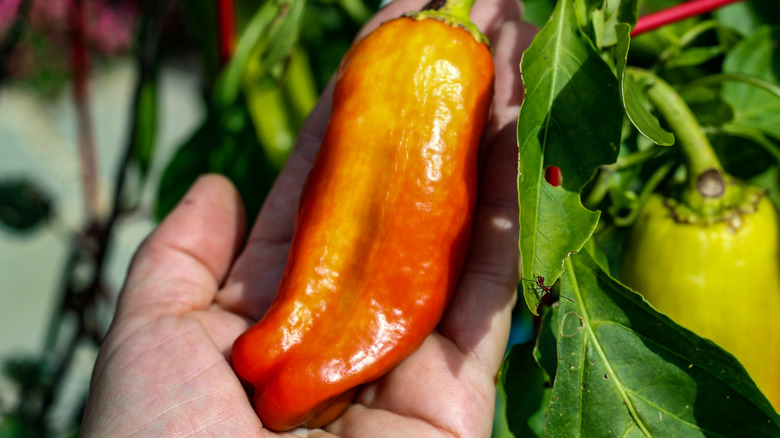 Hand holding a Cubanelle pepper