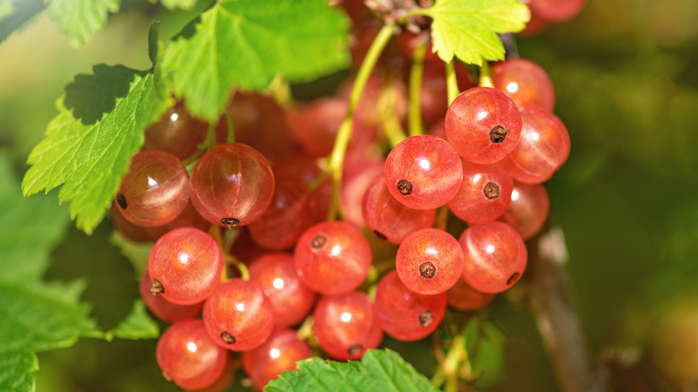 Currants