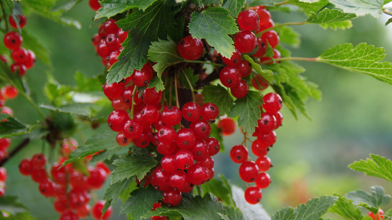 Red Currant Berries Information and Facts