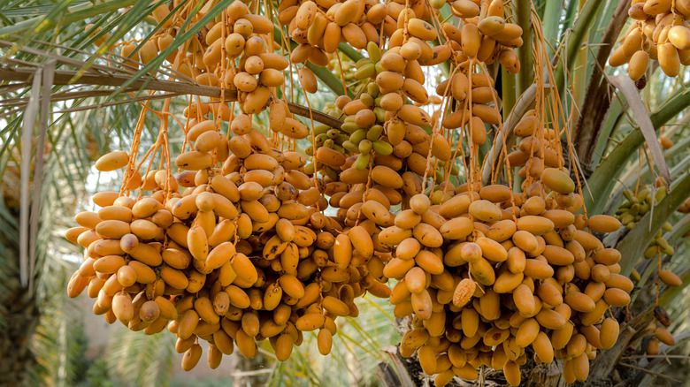 dates on tree