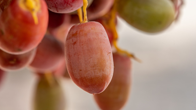 dried dates