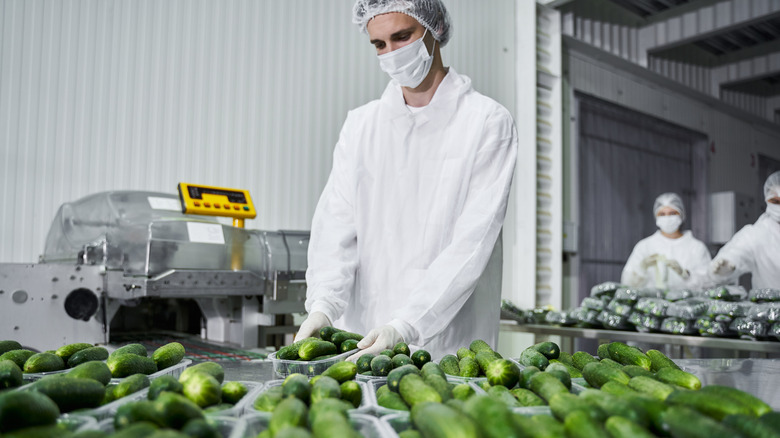 Processing cucumbers