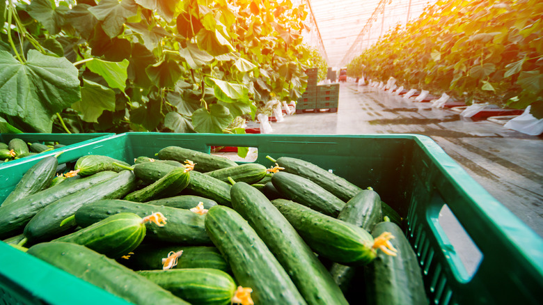 Greenhouse cucumbers