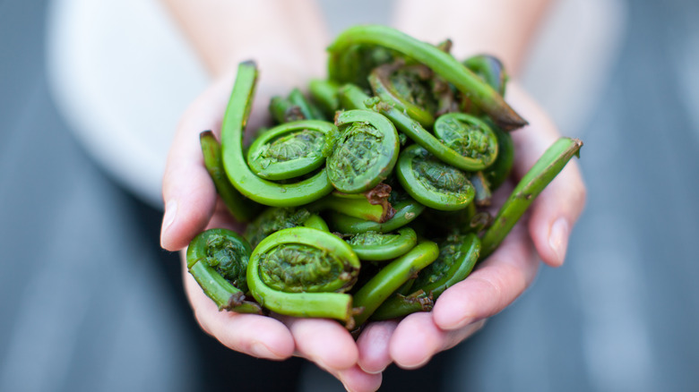 woman holding fiddleheads in her hands