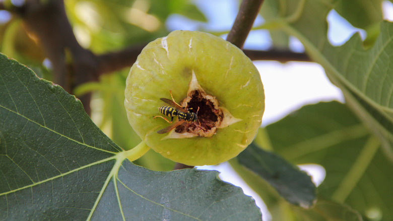 Wasp entering fig on tree