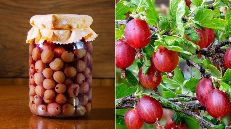 Gooseberries in glass jar and on plant