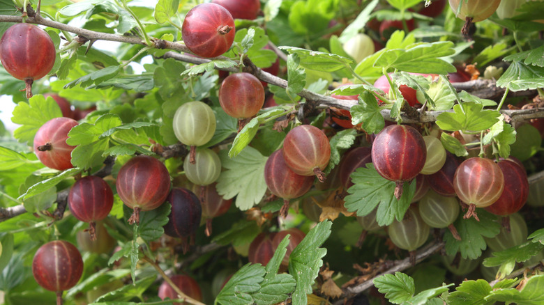 Gooseberries on plant