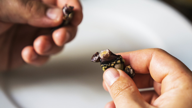 Gooseneck barnacles in a person's hands