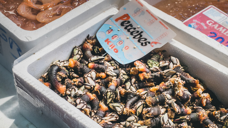 A box of gooseneck barnacles for sale