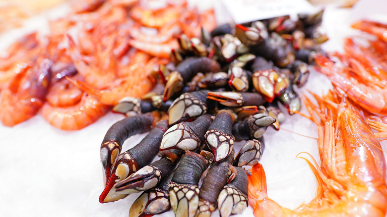 Goose Barnacles or Percebes on the fish market in Valencia