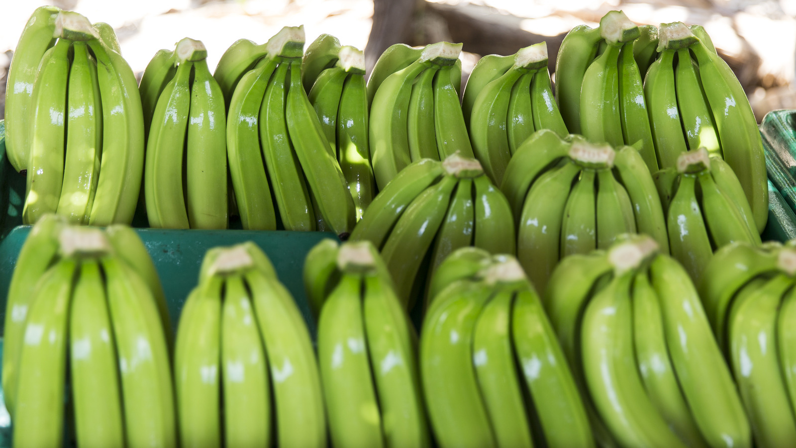 bunch of green bananas