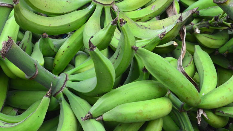 Bunches of green plantain