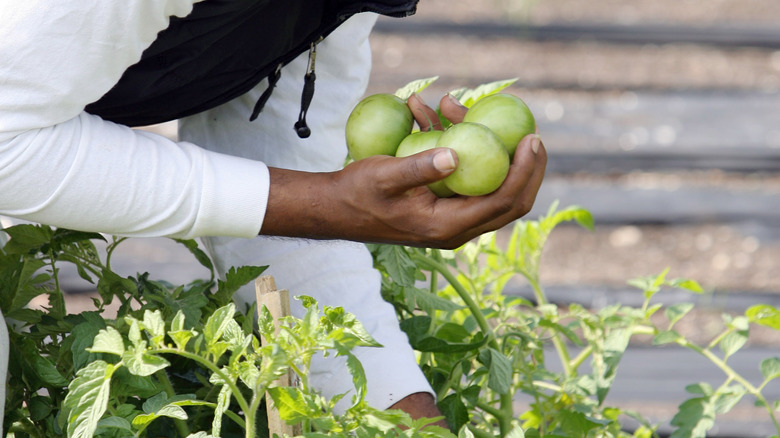 Green tomatoes off the vine