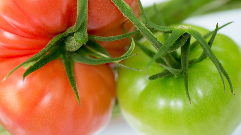 Red and green tomatoes