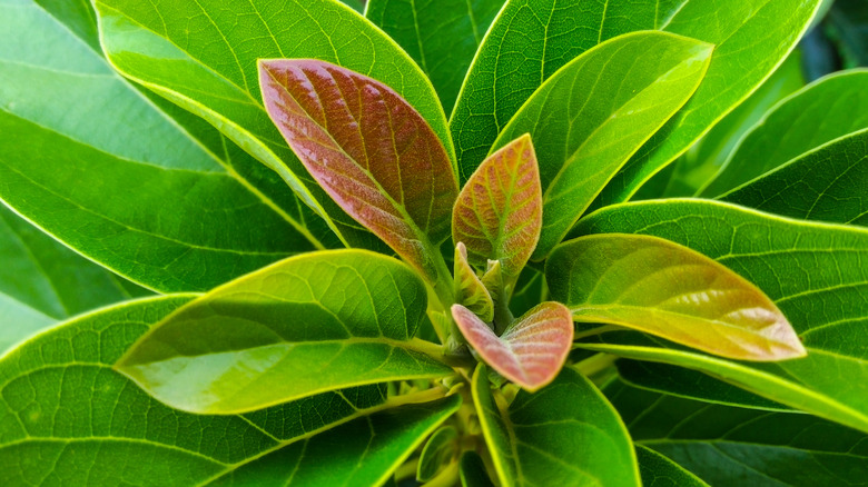 Soft, green avocado leaves