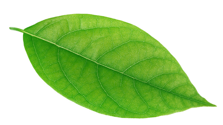 Single avocado leaf on white background