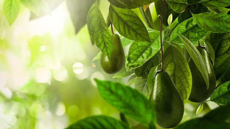 Avocadoes growing on tree with leaves