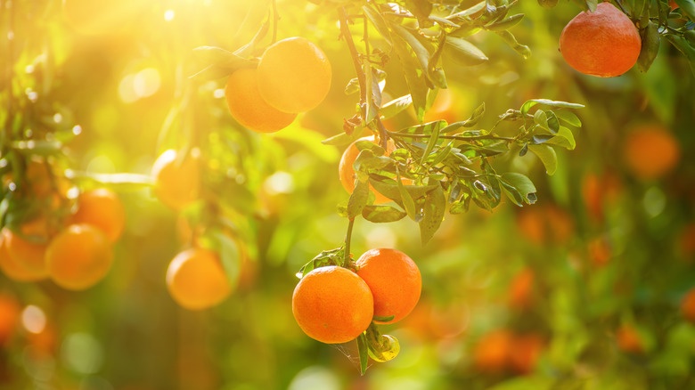 Mandarins hanging from a tree