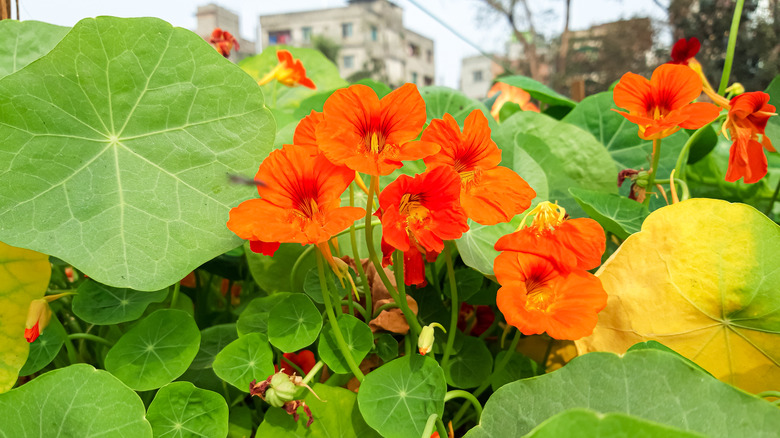 Nasturtium flowers