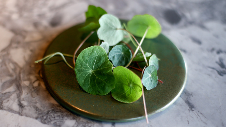 Nasturtium leaves