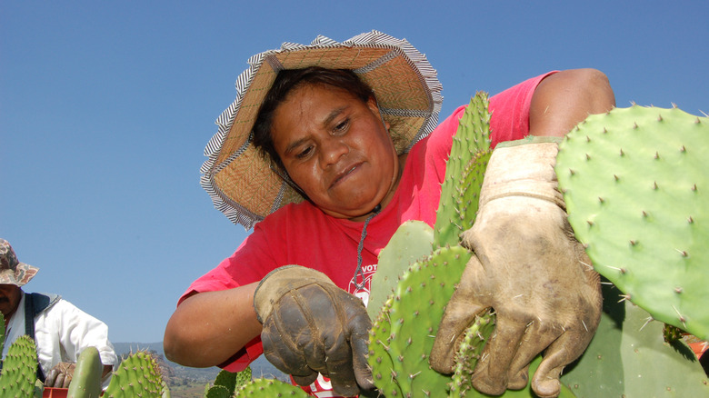 Person cutting nopales