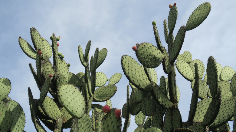 Prickly pear cactus growing 