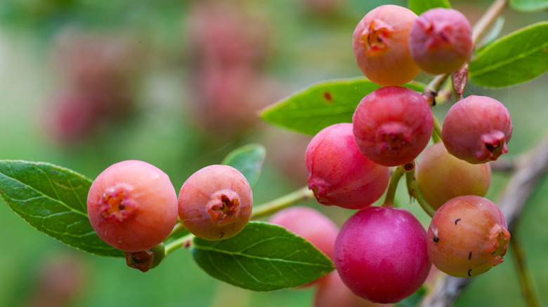 Pink lemonade blueberries