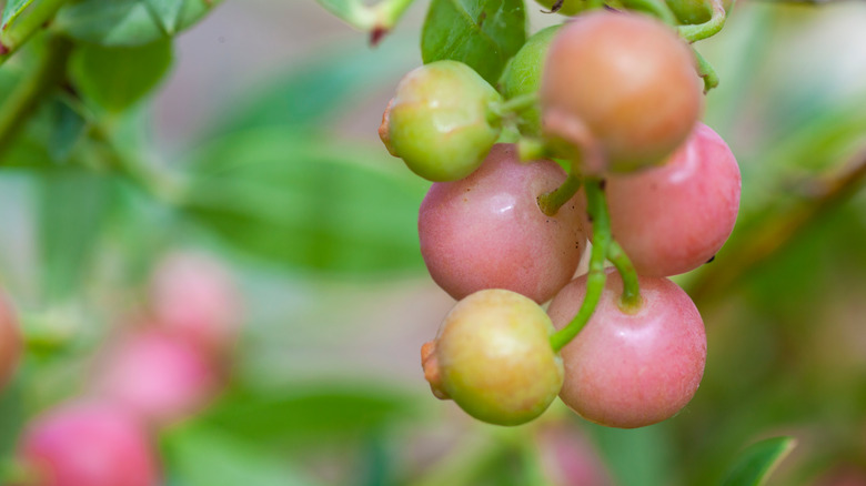 Pink lemonade blueberries